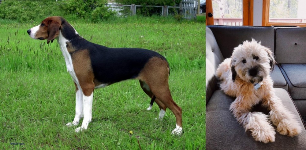 Whoodles vs Finnish Hound - Breed Comparison