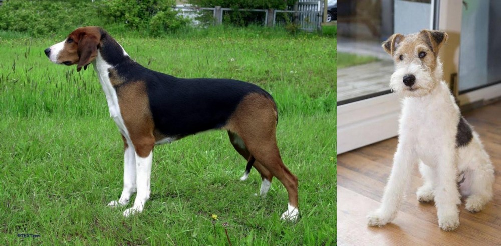Wire Fox Terrier vs Finnish Hound - Breed Comparison