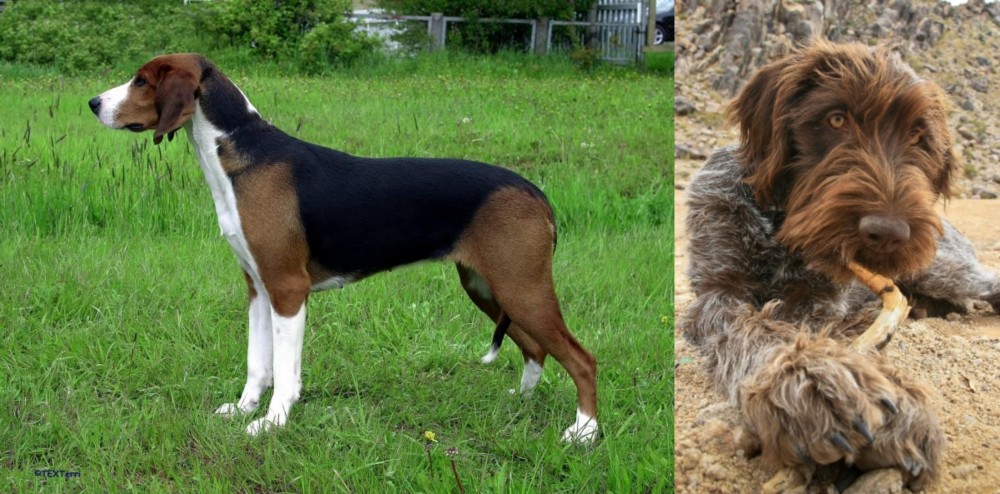 Wirehaired Pointing Griffon vs Finnish Hound - Breed Comparison