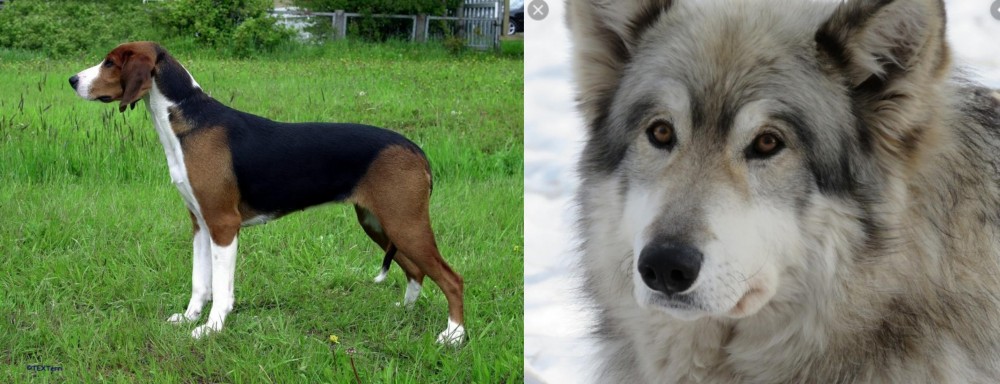 Wolfdog vs Finnish Hound - Breed Comparison
