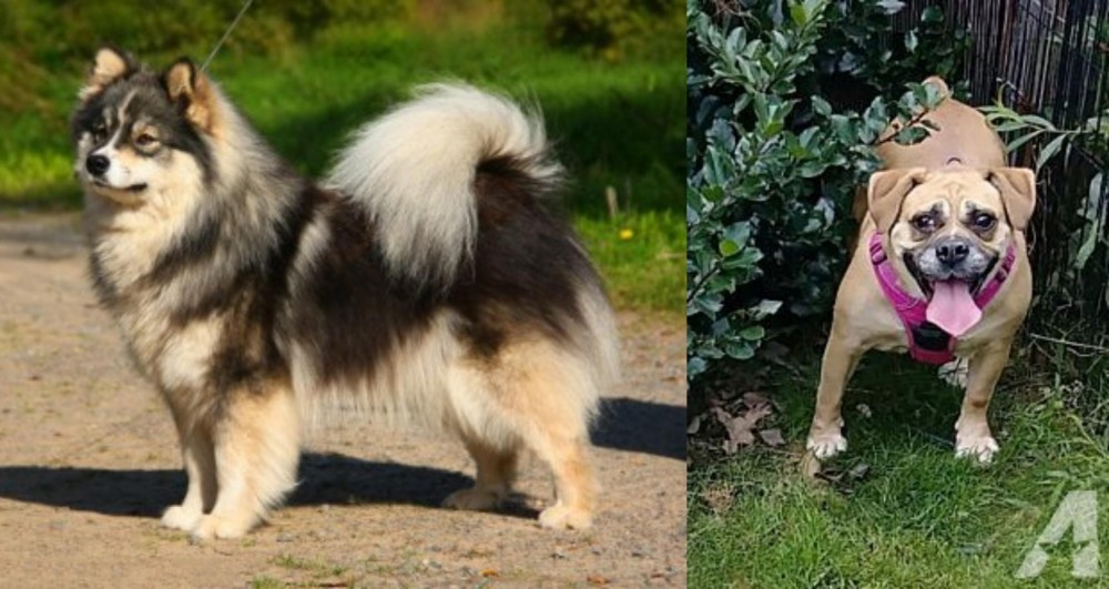 Beabull vs Finnish Lapphund - Breed Comparison