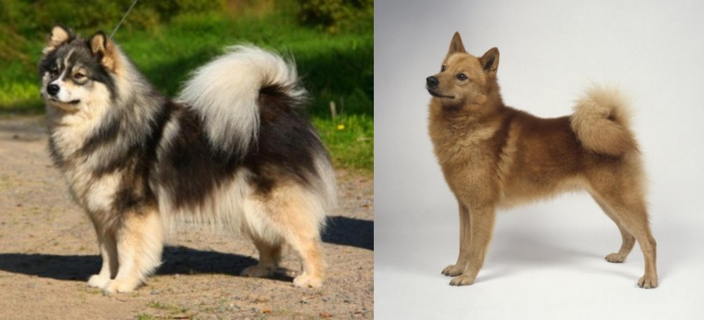 Finnish Spitz vs Finnish Lapphund - Breed Comparison