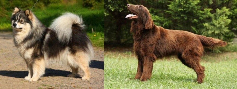 Flat-Coated Retriever vs Finnish Lapphund - Breed Comparison