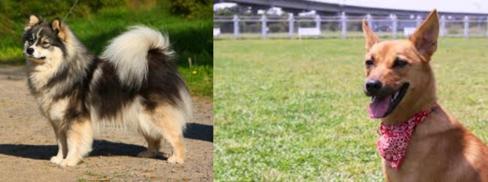 Formosan Mountain Dog vs Finnish Lapphund - Breed Comparison