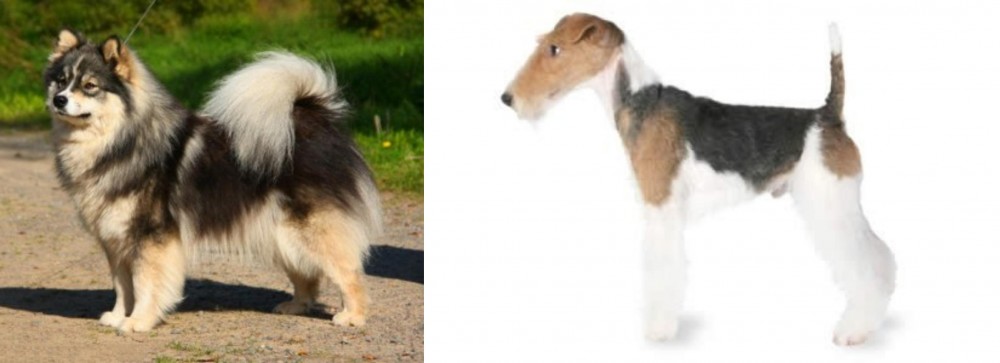 Fox Terrier vs Finnish Lapphund - Breed Comparison