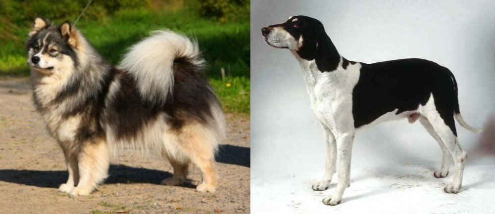 Francais Blanc et Noir vs Finnish Lapphund - Breed Comparison