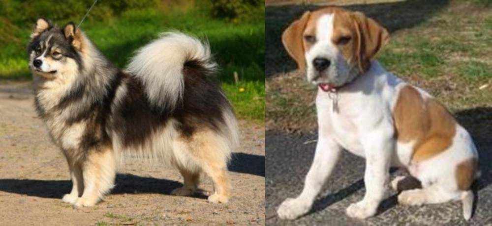 Francais Blanc et Orange vs Finnish Lapphund - Breed Comparison