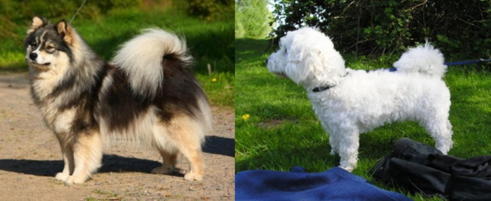 Franzuskaya Bolonka vs Finnish Lapphund - Breed Comparison