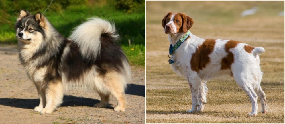 French Brittany vs Finnish Lapphund - Breed Comparison