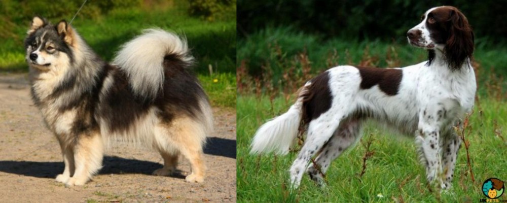 French Spaniel vs Finnish Lapphund - Breed Comparison