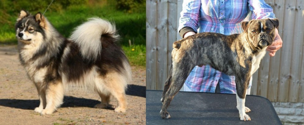 Fruggle vs Finnish Lapphund - Breed Comparison
