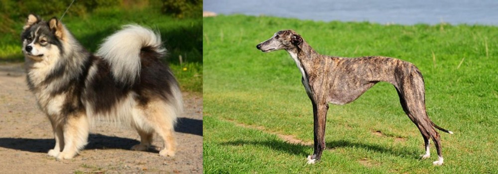Galgo Espanol vs Finnish Lapphund - Breed Comparison