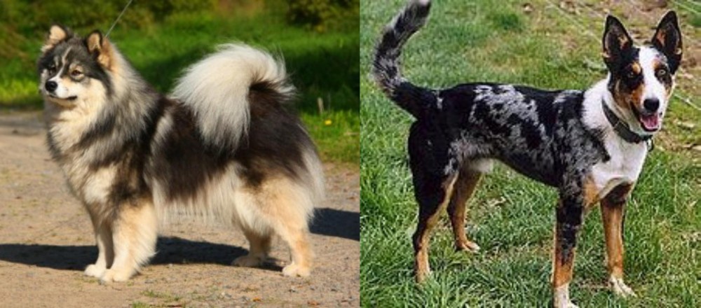 German Coolie vs Finnish Lapphund - Breed Comparison
