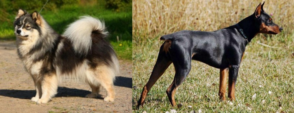 German Pinscher vs Finnish Lapphund - Breed Comparison