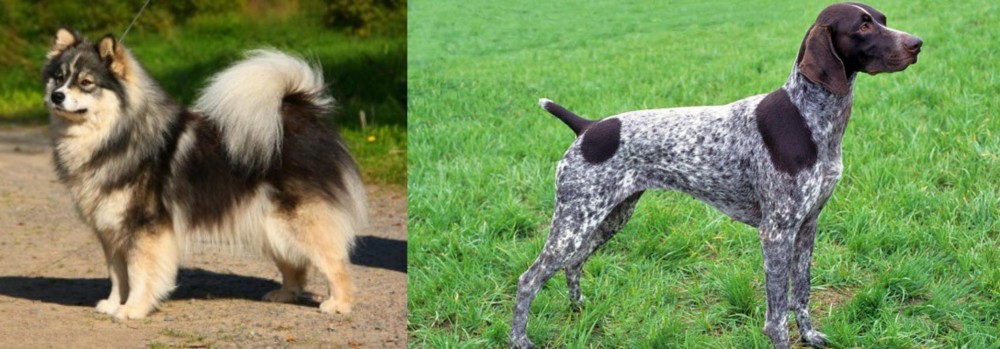 German Shorthaired Pointer vs Finnish Lapphund - Breed Comparison
