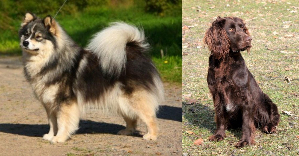 German Spaniel vs Finnish Lapphund - Breed Comparison