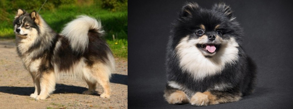 German Spitz (Klein) vs Finnish Lapphund - Breed Comparison