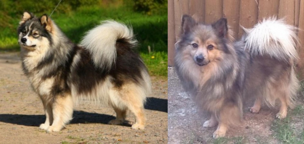 German Spitz (Mittel) vs Finnish Lapphund - Breed Comparison