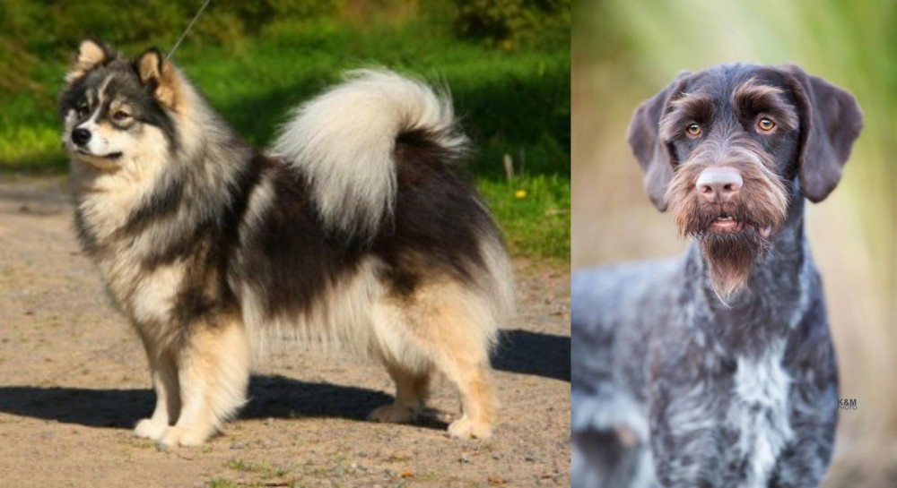 German Wirehaired Pointer vs Finnish Lapphund - Breed Comparison