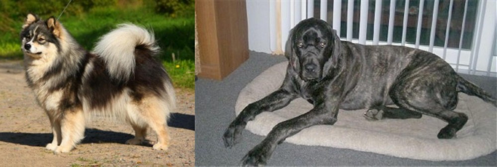 Giant Maso Mastiff vs Finnish Lapphund - Breed Comparison