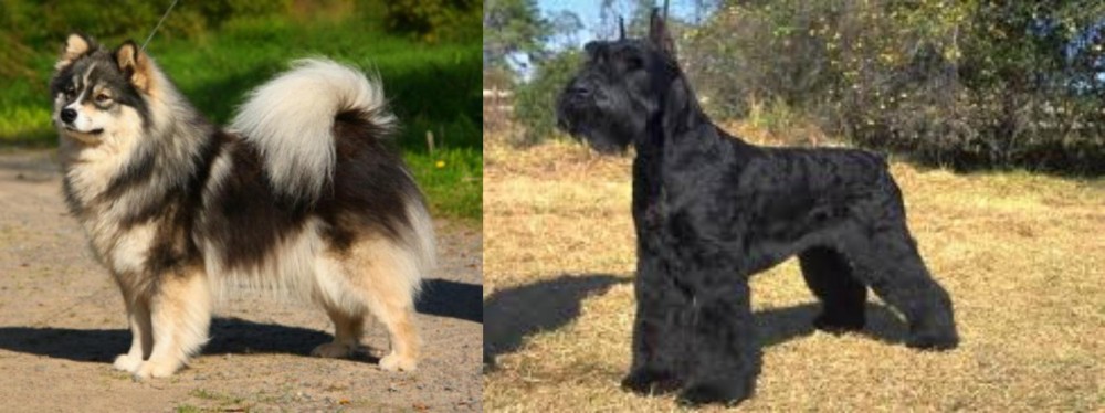 Giant Schnauzer vs Finnish Lapphund - Breed Comparison