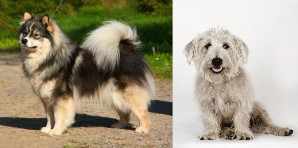 Glen of Imaal Terrier vs Finnish Lapphund - Breed Comparison