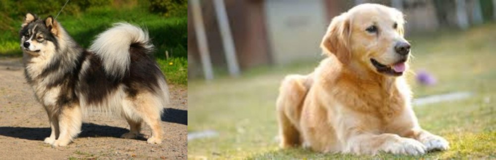Goldador vs Finnish Lapphund - Breed Comparison