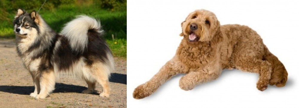 Golden Doodle vs Finnish Lapphund - Breed Comparison