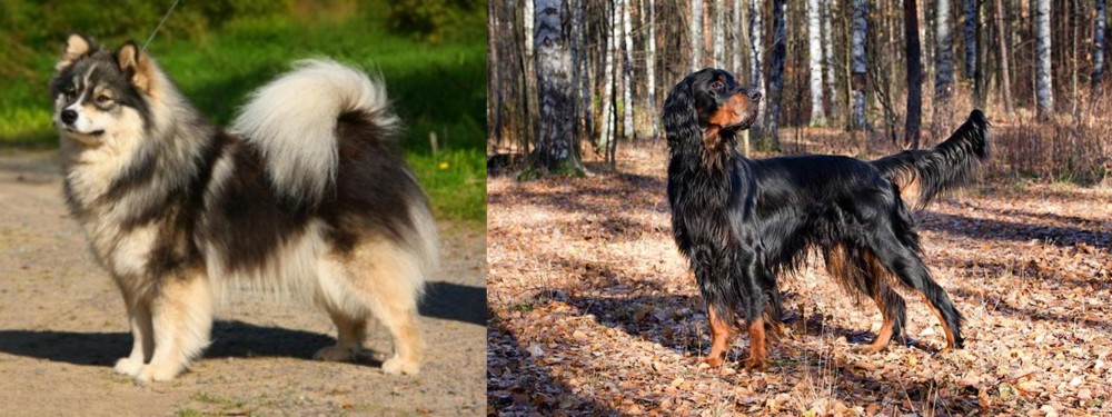 Gordon Setter vs Finnish Lapphund - Breed Comparison