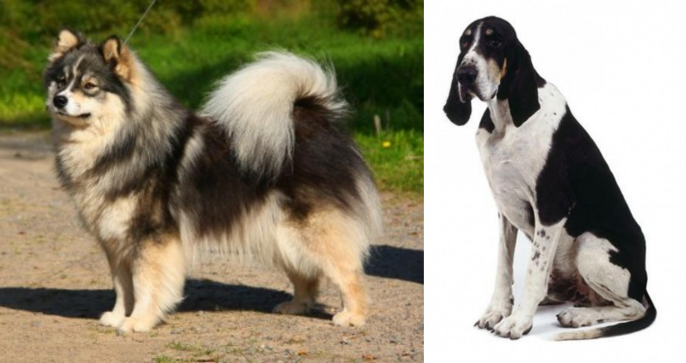 Grand Anglo-Francais Blanc et Noir vs Finnish Lapphund - Breed Comparison