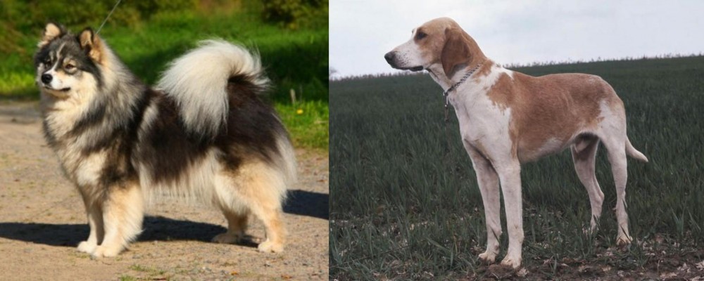Grand Anglo-Francais Blanc et Orange vs Finnish Lapphund - Breed Comparison