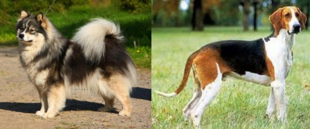 Grand Anglo-Francais Tricolore vs Finnish Lapphund - Breed Comparison