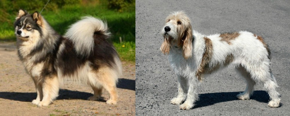 Grand Basset Griffon Vendeen vs Finnish Lapphund - Breed Comparison
