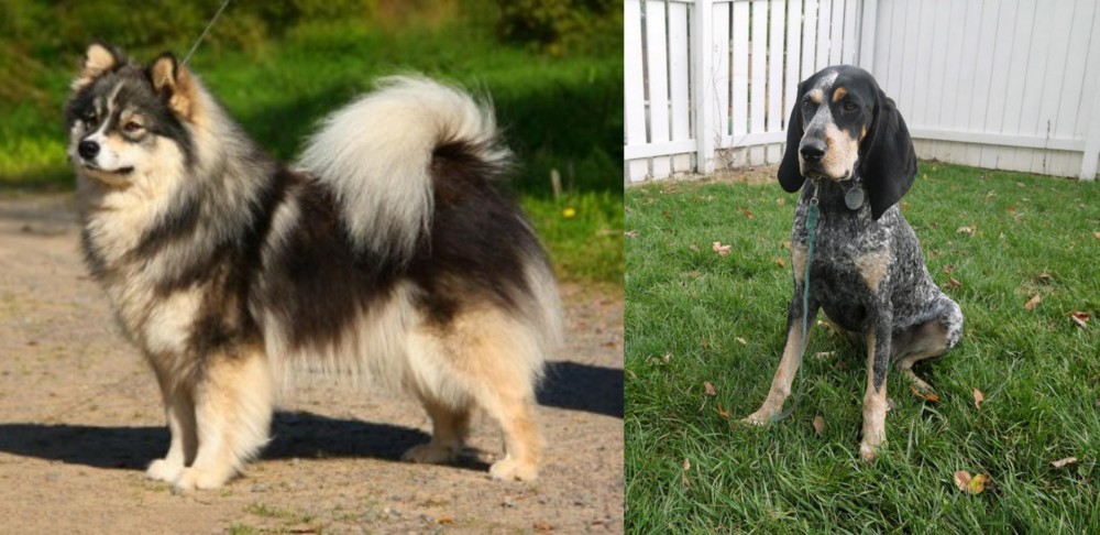 Grand Bleu de Gascogne vs Finnish Lapphund - Breed Comparison