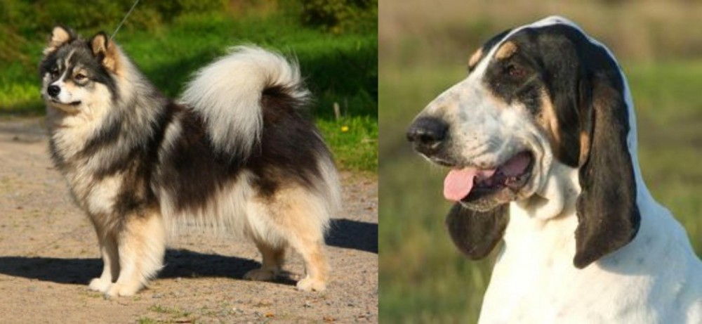 Grand Gascon Saintongeois vs Finnish Lapphund - Breed Comparison
