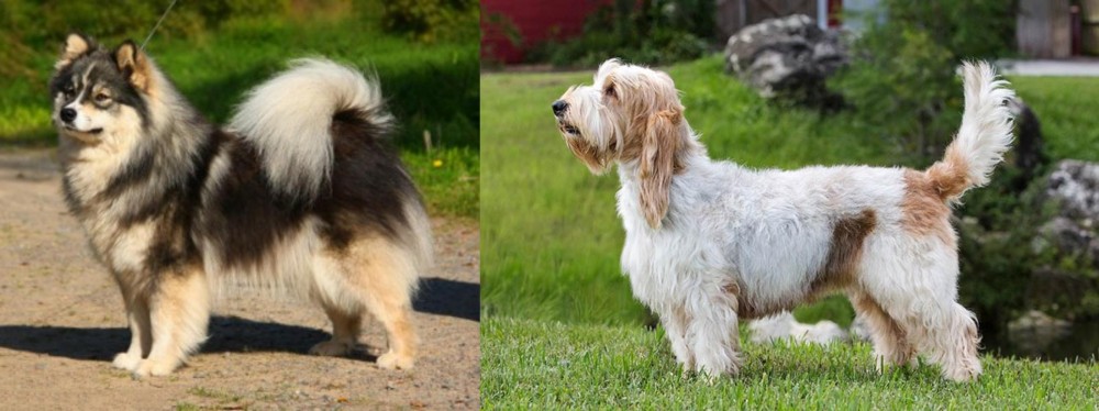 Grand Griffon Vendeen vs Finnish Lapphund - Breed Comparison