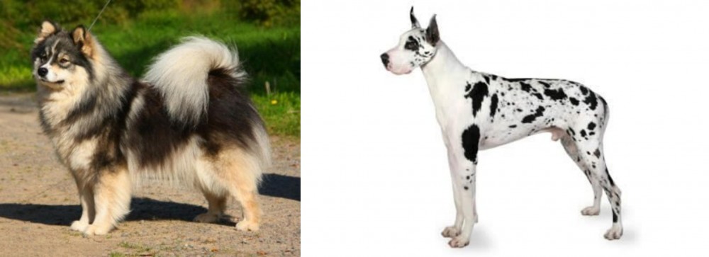 Great Dane vs Finnish Lapphund - Breed Comparison