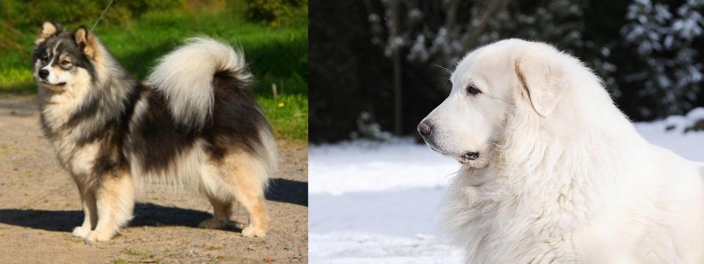 Great Pyrenees vs Finnish Lapphund - Breed Comparison