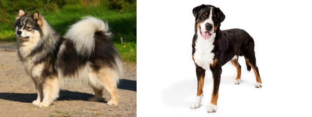 Greater Swiss Mountain Dog vs Finnish Lapphund - Breed Comparison