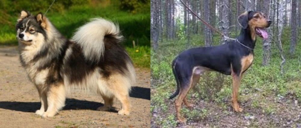 Greek Harehound vs Finnish Lapphund - Breed Comparison