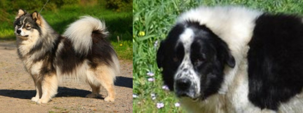 Greek Sheepdog vs Finnish Lapphund - Breed Comparison