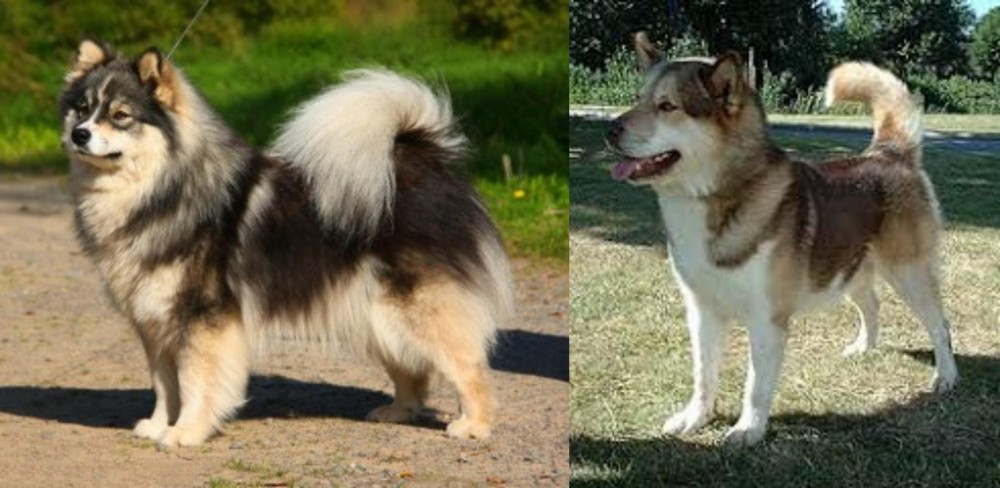 Greenland Dog vs Finnish Lapphund - Breed Comparison