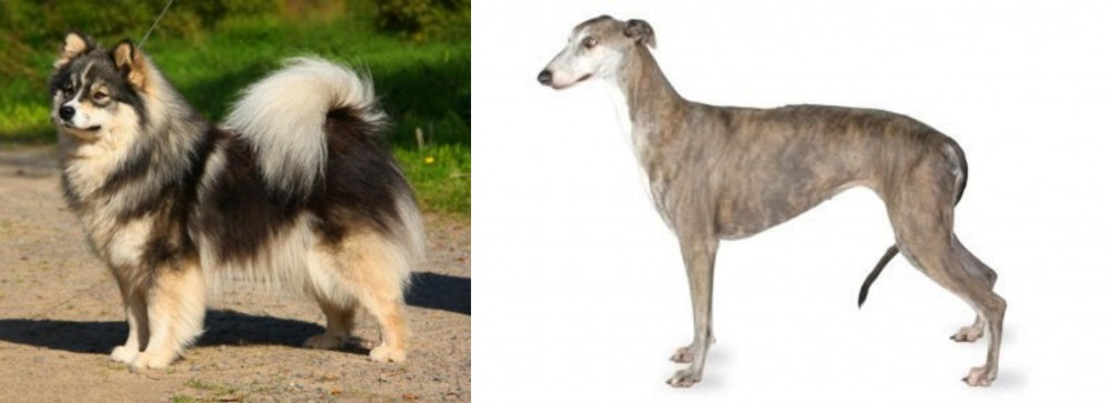 Greyhound vs Finnish Lapphund - Breed Comparison