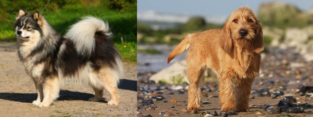 Griffon Fauve de Bretagne vs Finnish Lapphund - Breed Comparison