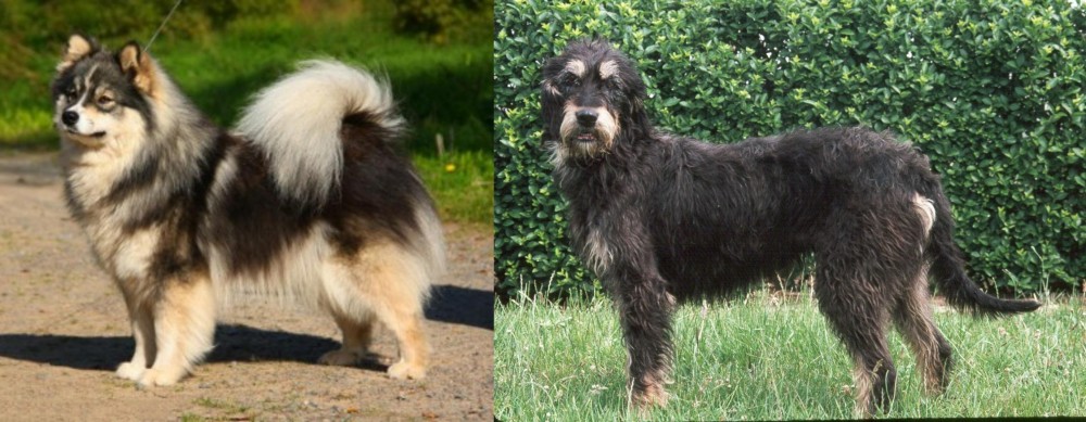 Griffon Nivernais vs Finnish Lapphund - Breed Comparison