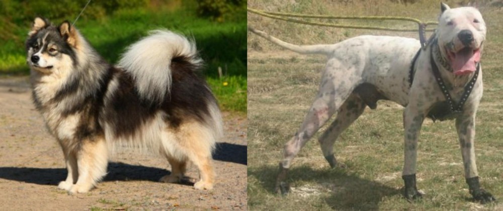Gull Dong vs Finnish Lapphund - Breed Comparison