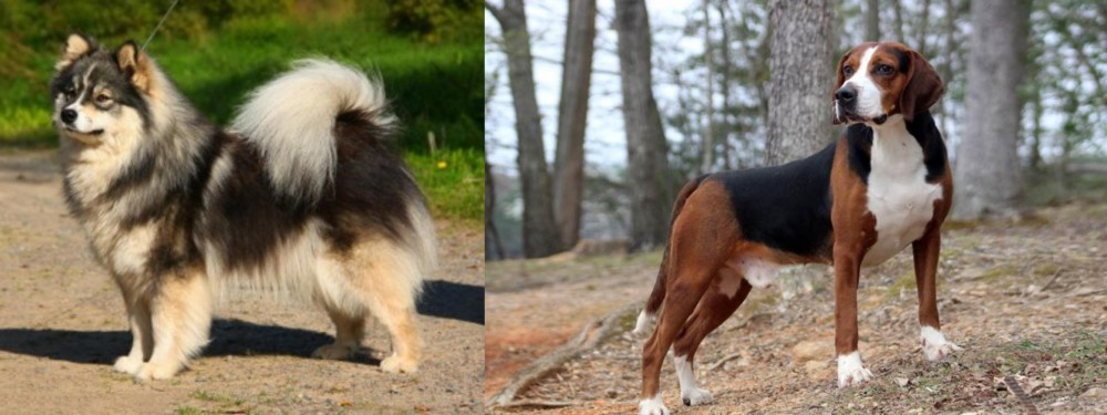 Hamiltonstovare vs Finnish Lapphund - Breed Comparison
