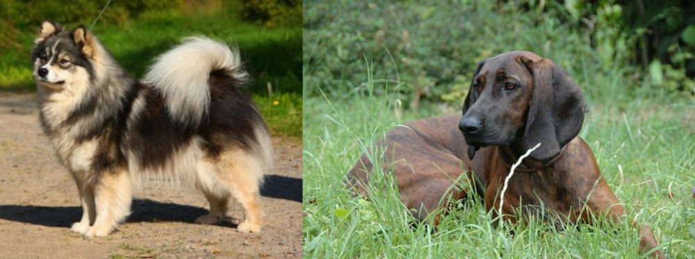 Hanover Hound vs Finnish Lapphund - Breed Comparison
