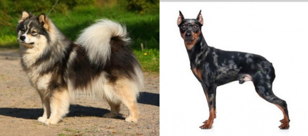Harlequin Pinscher vs Finnish Lapphund - Breed Comparison