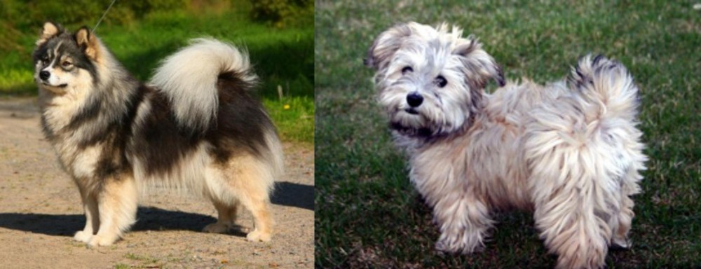 Havapoo vs Finnish Lapphund - Breed Comparison